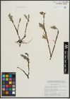 Foto von Salix arctica Pall.